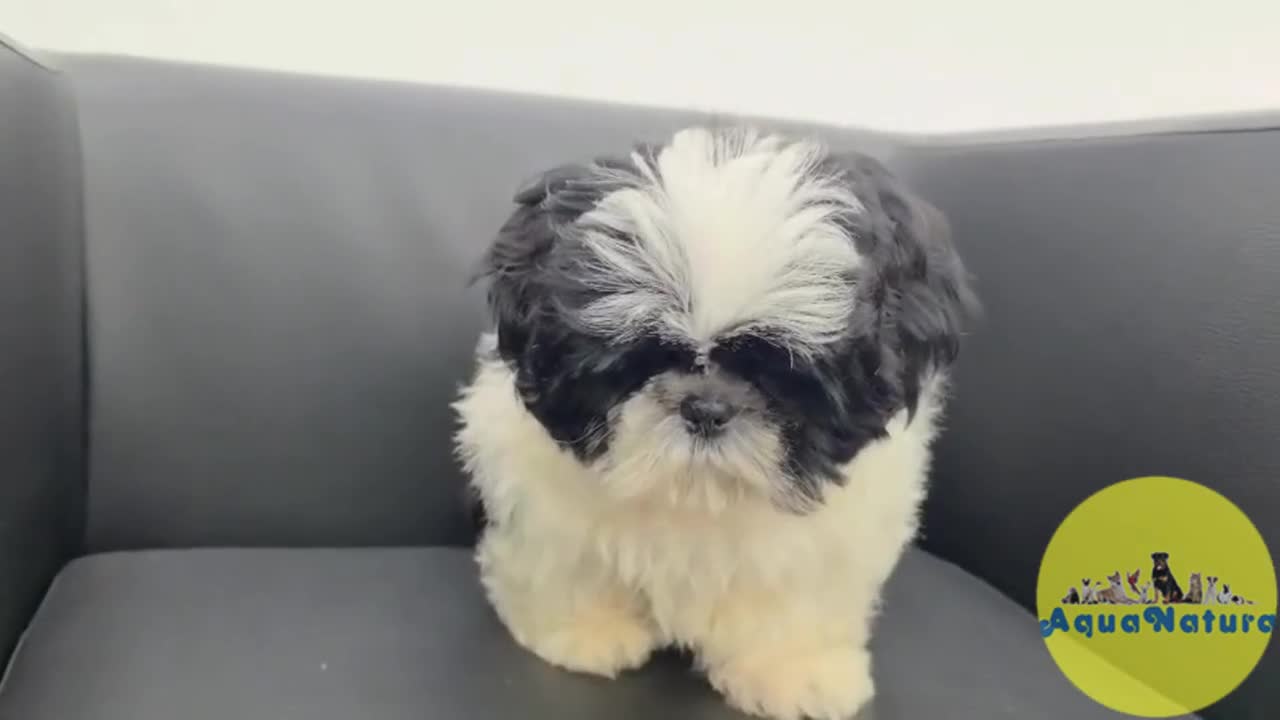 Shih Tzu perros en venta: Shih Tzu Macho de Agata y Newman 1896 AQUANATURA - Video 1