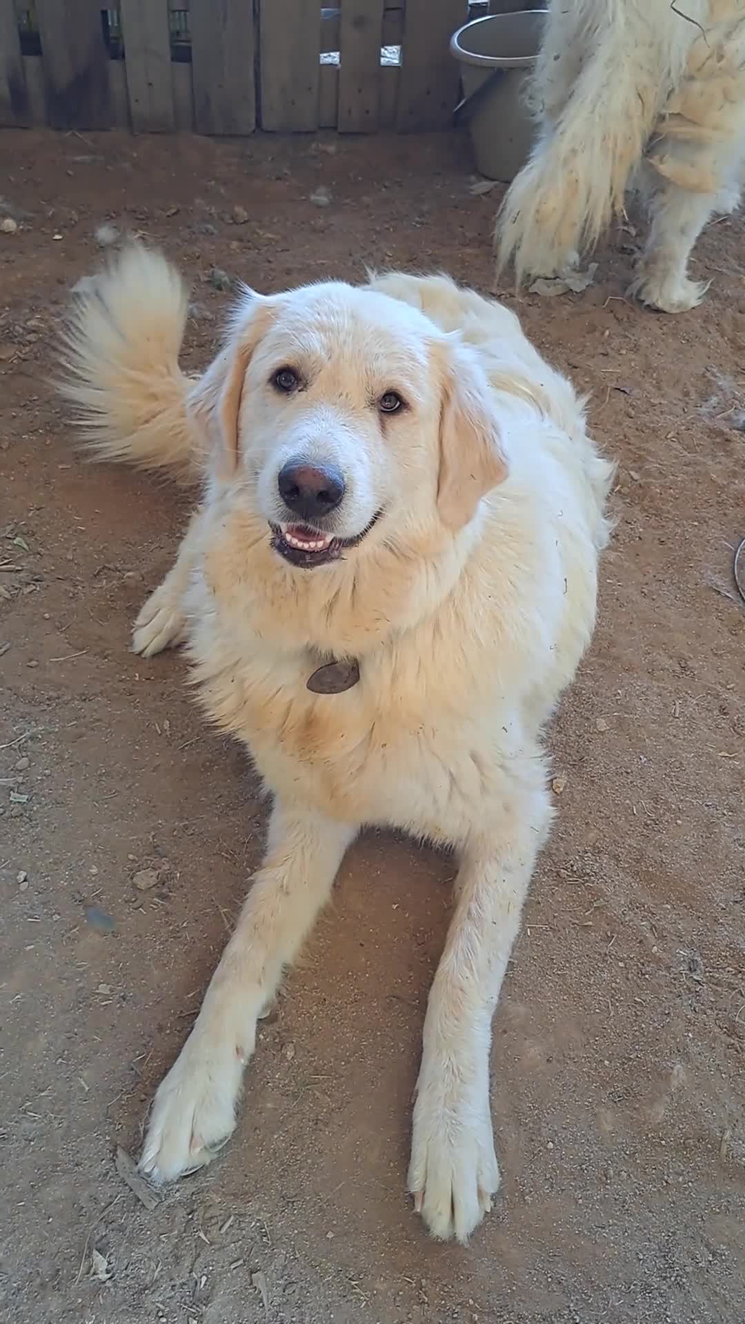 Perro de Montaña de los Pirineos perros en adopcion: Hembra Montaña de los Pirineos muy buen caracter - Video 1