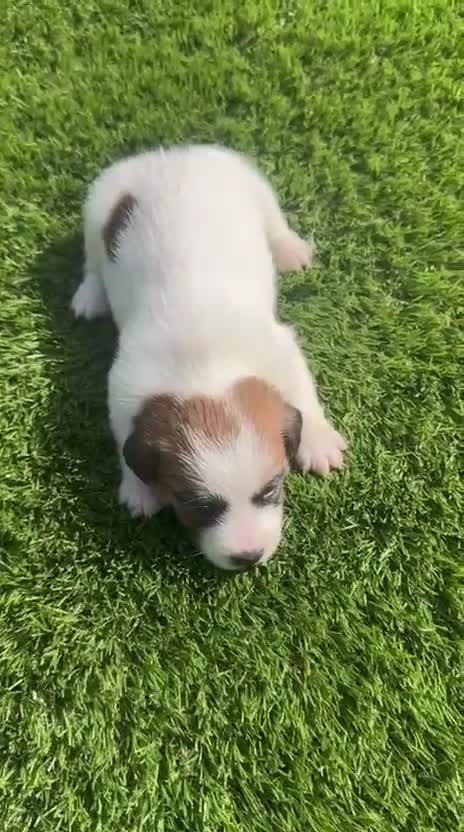 Jack Russell Terrier perros en venta: Jack Russell bebes espectaculares patitas cortas  - Video 2