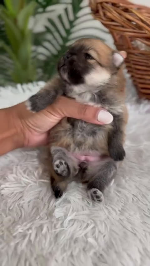 Pomerania perros en venta: POMERANIA HEMBRA - Video 1