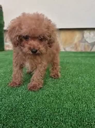 Caniche Toy perros en venta: caniche toy  - Video 2