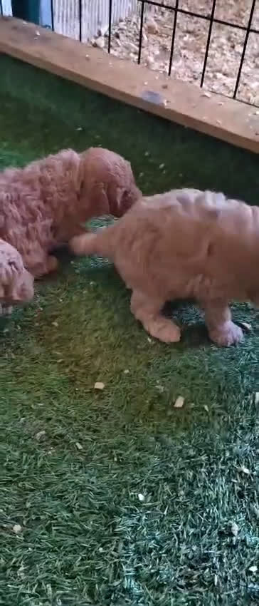 Caniche Toy perros en venta:  Nueva Camada de Caniche Toy - Video 4