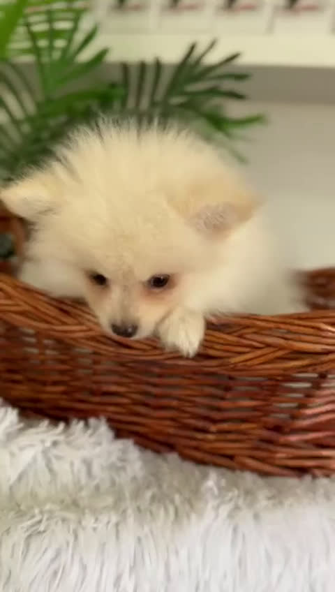 Pomerania perros en venta: POMERANIA - Video 3