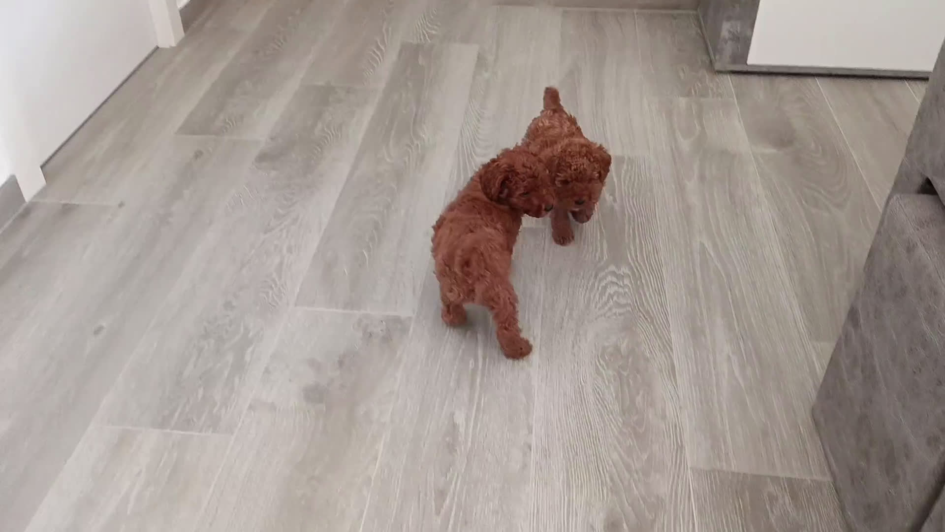 Caniche Toy perros en venta: CANICHES MACHITOS TOY - Video 1