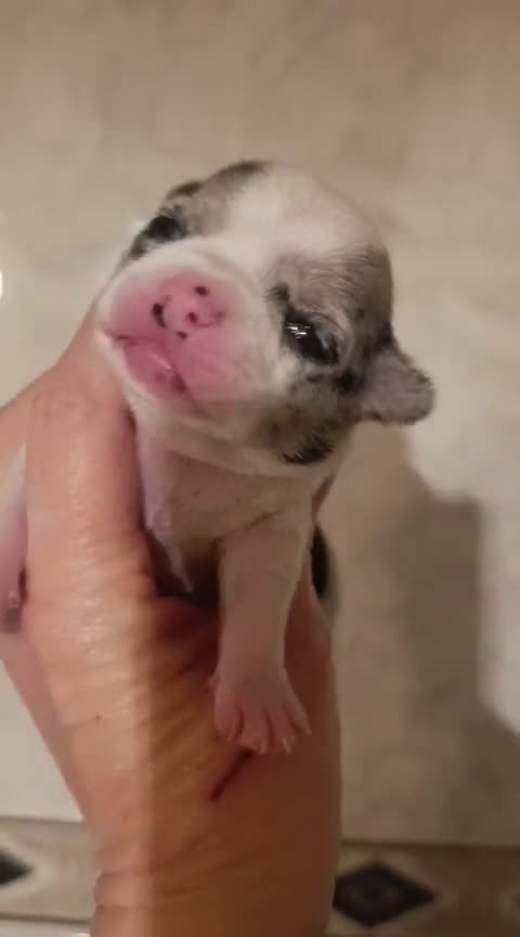 Chihuahua perros en venta: CHIHUAHUAS MERLES EXCLUSIVOS - Video 3