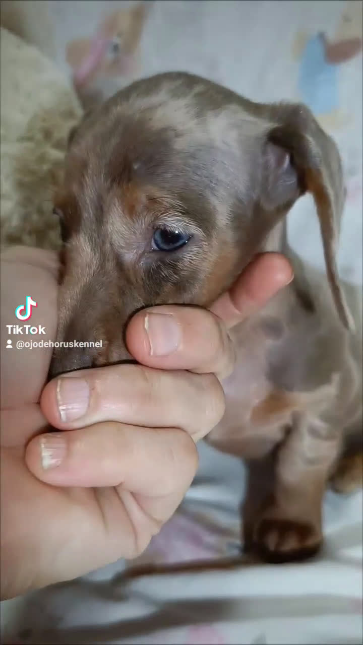Teckel Miniatura perros en venta: Teckel canichen 💎 arlequín lilac y chocolate 🌈🍫 - Video 1