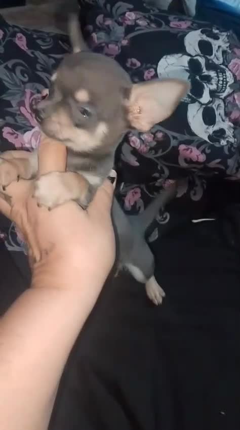 Chihuahua perros en venta: Último chihuahua si vienes a por el 500€ no envio - Video 1