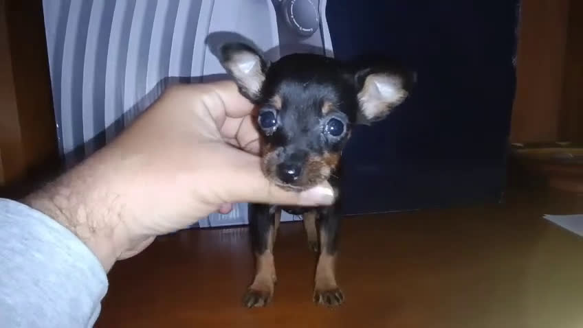 Pinscher Miniatura perros en venta: Mini Pincher De Máxima Calidad MINIS - Video 2