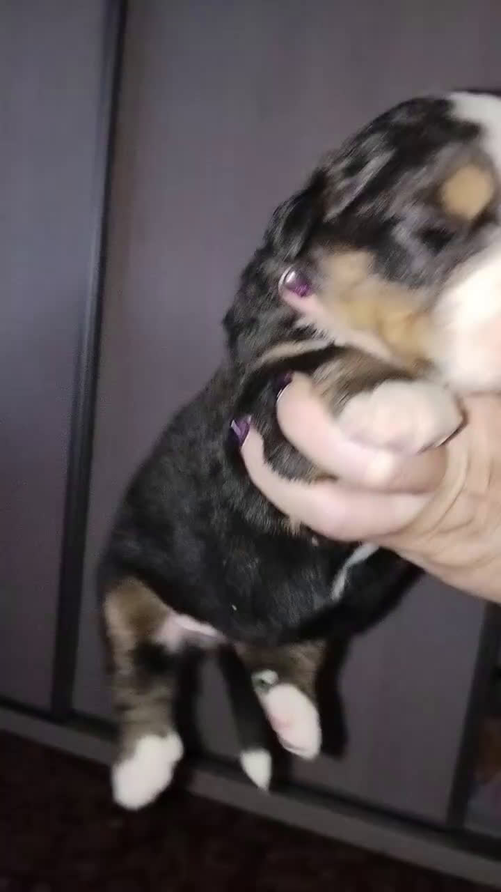 Boyero de Berna perros en venta: Boyero de Berna increíbles cachorros  - Video 1