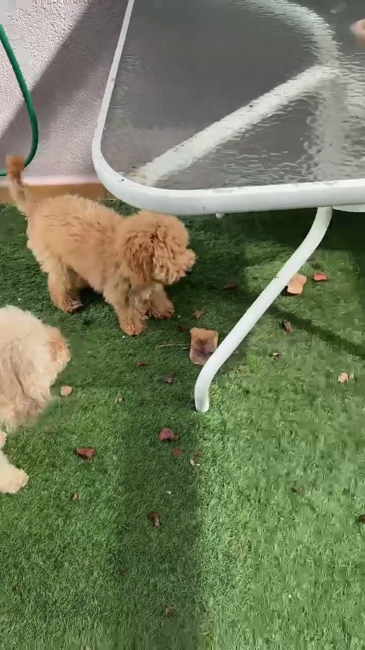 Raza Mixta perros en venta: Caniche enano en Valencia - Video 1