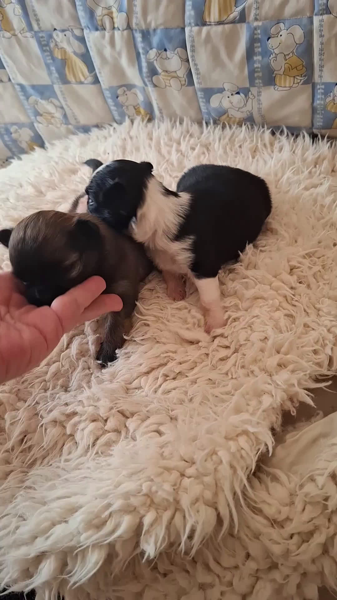 Chihuahua perros en venta: Magníficos chihuahuas de pelo largo - Video 1