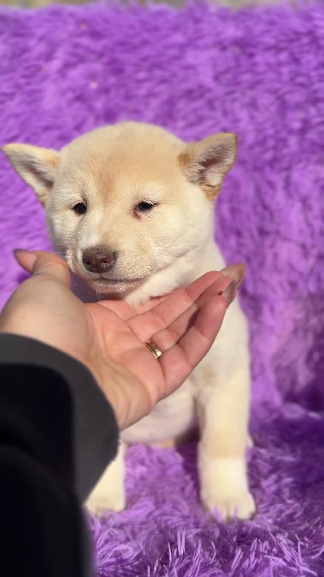 Shiba Inu perros en venta: Shiba Inu Blanca  - Video 1