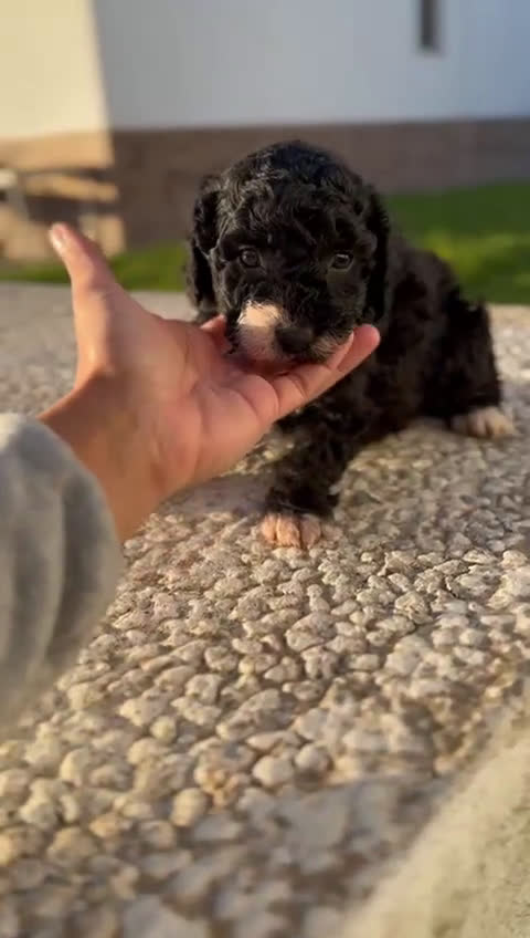 Perro de Agua Español perros en venta: PERRO DE AGUA HEMBRA RABONA - Video 1