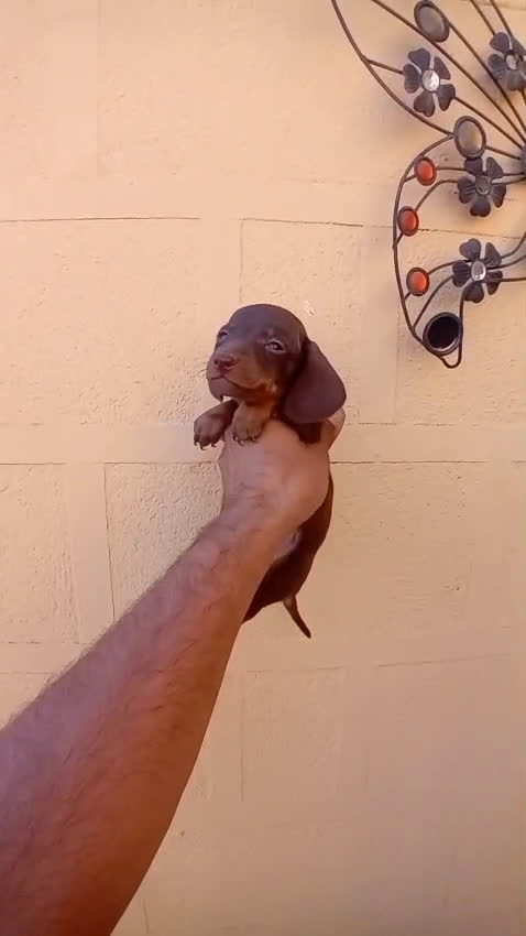 Teckel Miniatura perros en venta: Teckel kaninchen  - Video 4