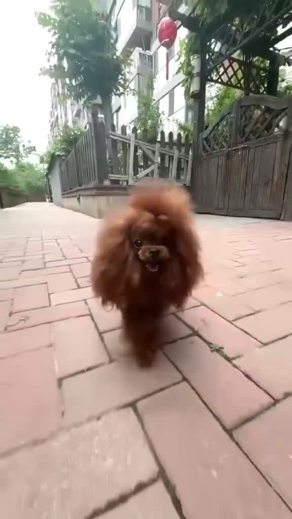 Caniche Toy perros en venta: Caniche toy rojo 50 asiatico - Video 1