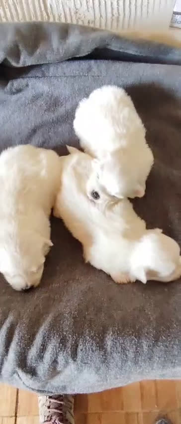 Bichón Maltés perros en venta: Último Bichón Maltés Macho disponible!! - Video 1