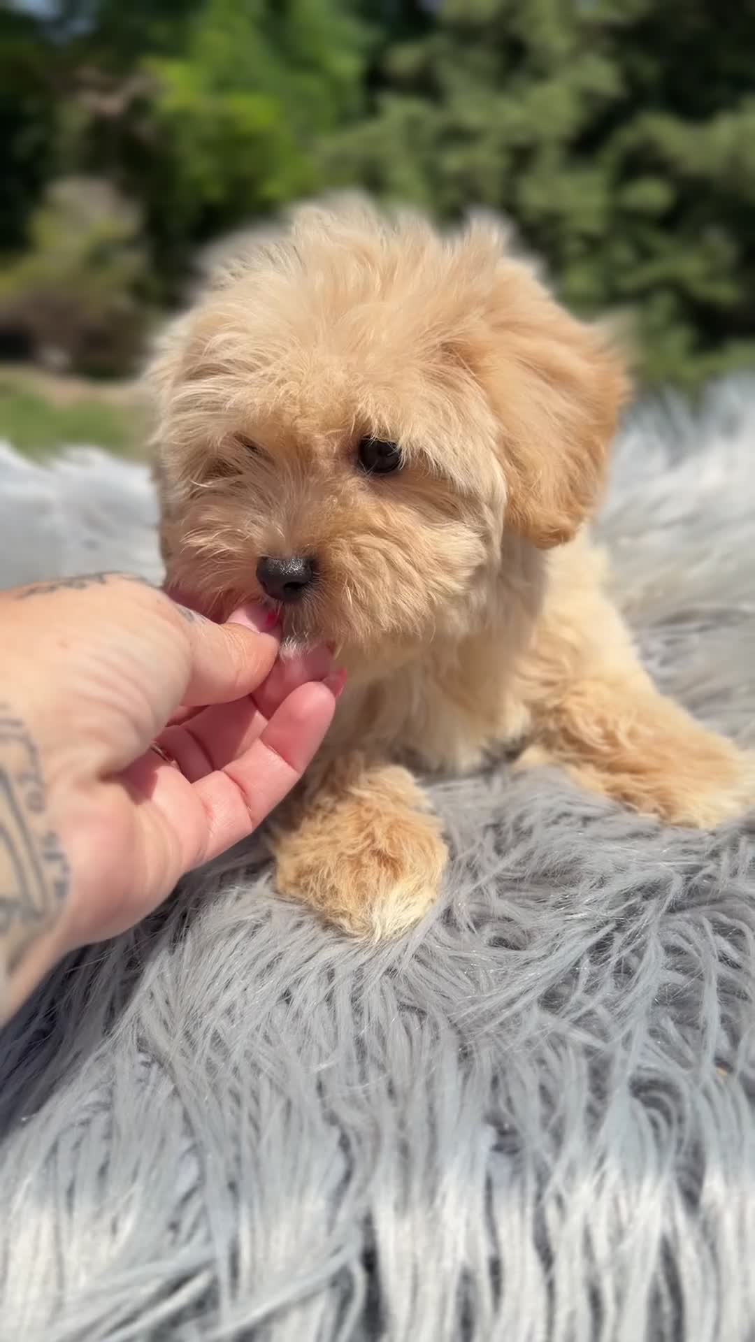 Maltipoo perros en venta: Maltipoo macho Toy  - Video 1