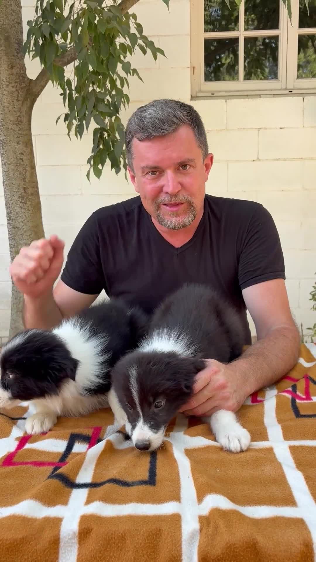 Border Collie perros en venta:     Border Collie de excelencia ⭐ - Video 1