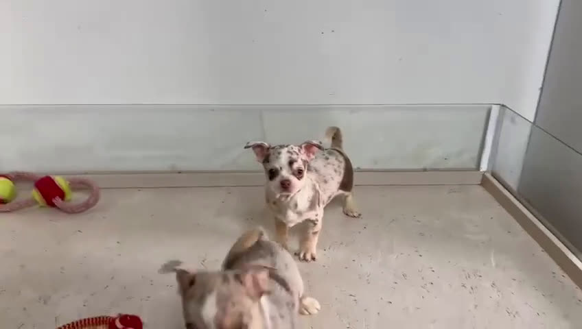Chihuahua perros en venta: Chihuahuas merle - Video 3