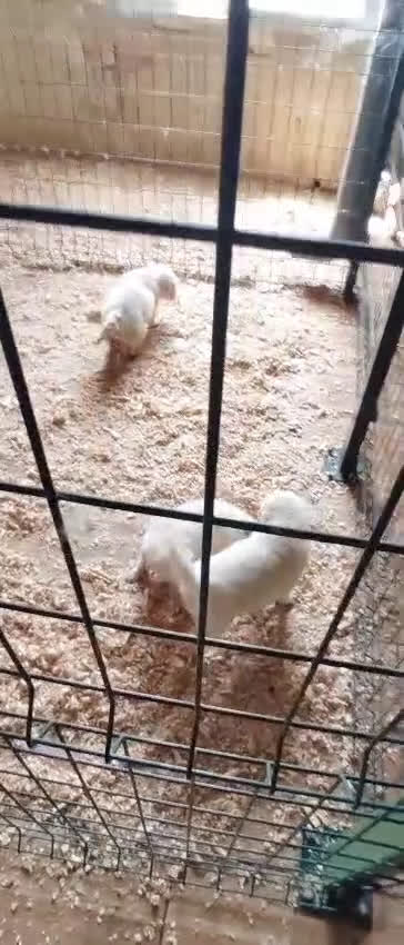 Golden Retriever perros en venta: 2 Últimos cachorro de Golden Macho disponible - Video 5