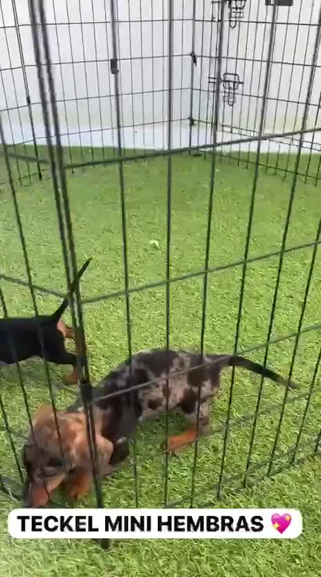 Teckel Miniatura perros en venta: CACHORRITAS DE TECKEL DISPONIBLES MAISONPET - Video 1