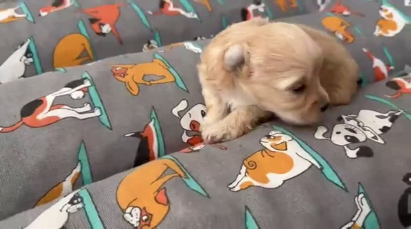 Maltipoo perros en venta: Camada de maltipoo nacionales  - Video 2
