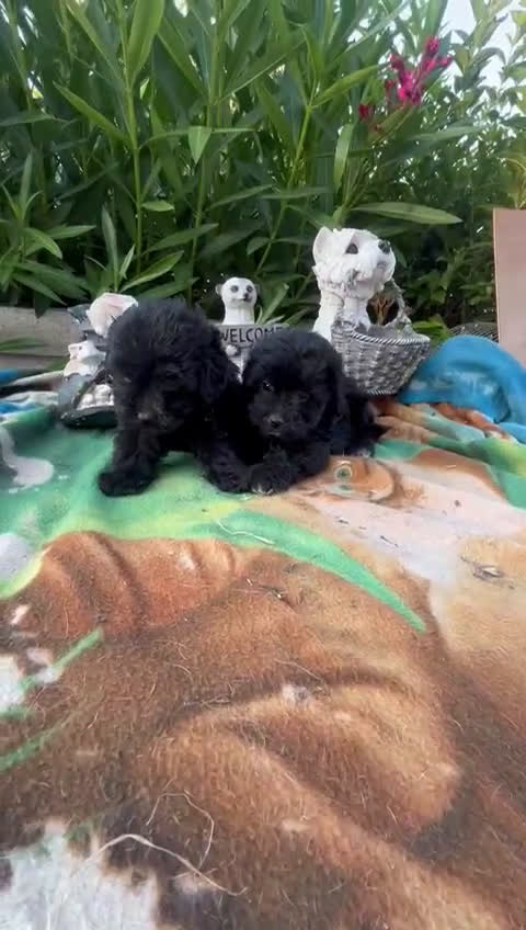 Maltipoo perros en venta: Maltipo calidad y selección  - Video 1