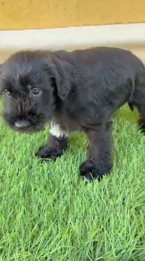 Schnauzer Miniatura perros en venta: Schnauzer miniatura negro  - Video 1