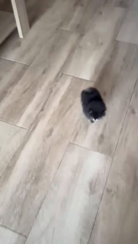 Pomerania perros en venta: Pomeranias miniatura  - Video 1