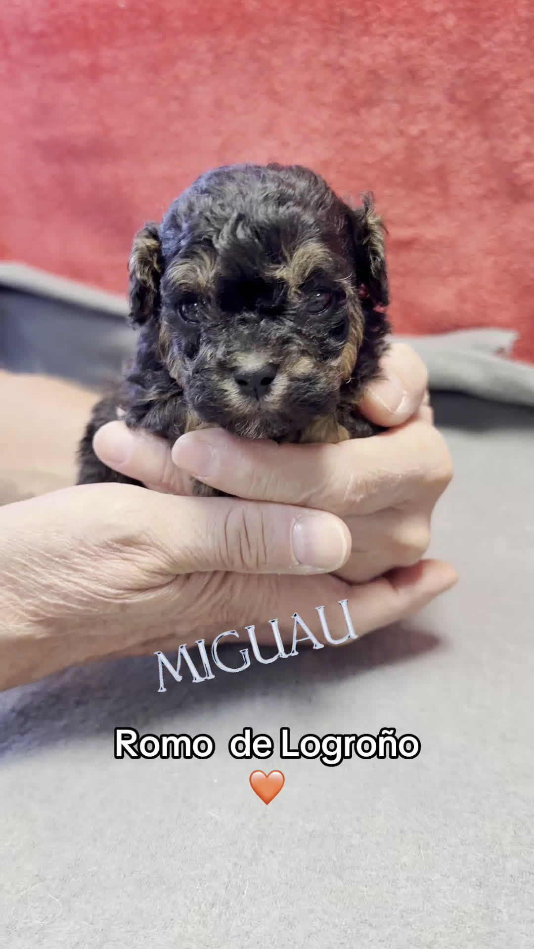 Shihpoo perros en venta: Preciosos ShihPoos de varios colores - Video 5