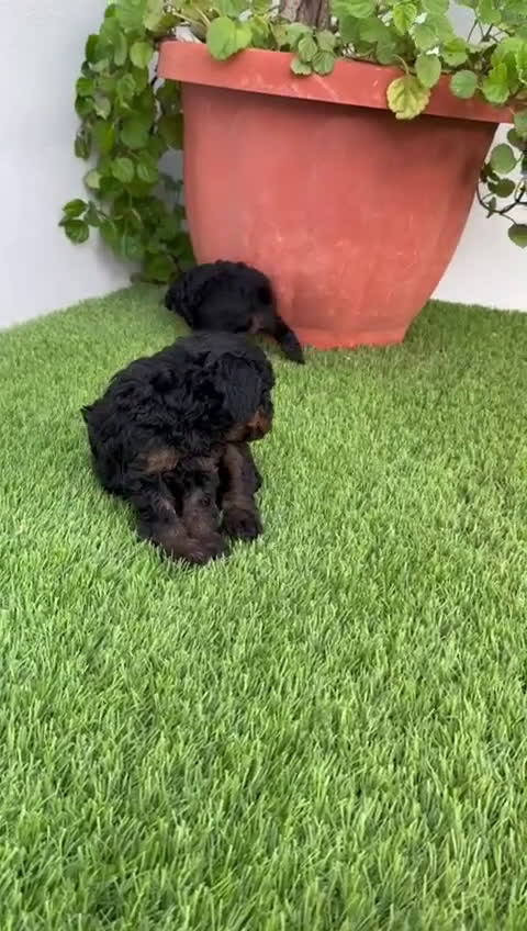 Caniche Toy perros en venta: CANICHE TOY HEMBRA - Video 4