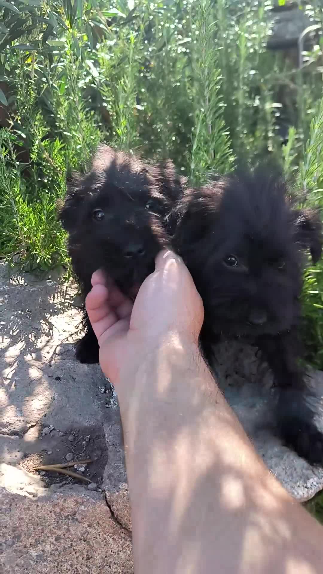 Schnauzer Miniatura perros en venta: Camada zchanauzer miniatura - Video 1