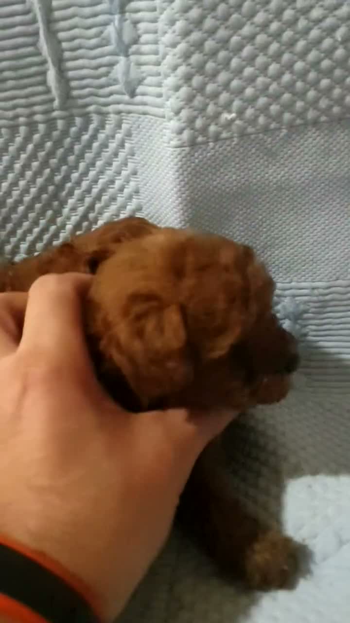 Caniche Toy perros en venta: Caniches toys rojos 50% asiaticos con pedigree - Video 4