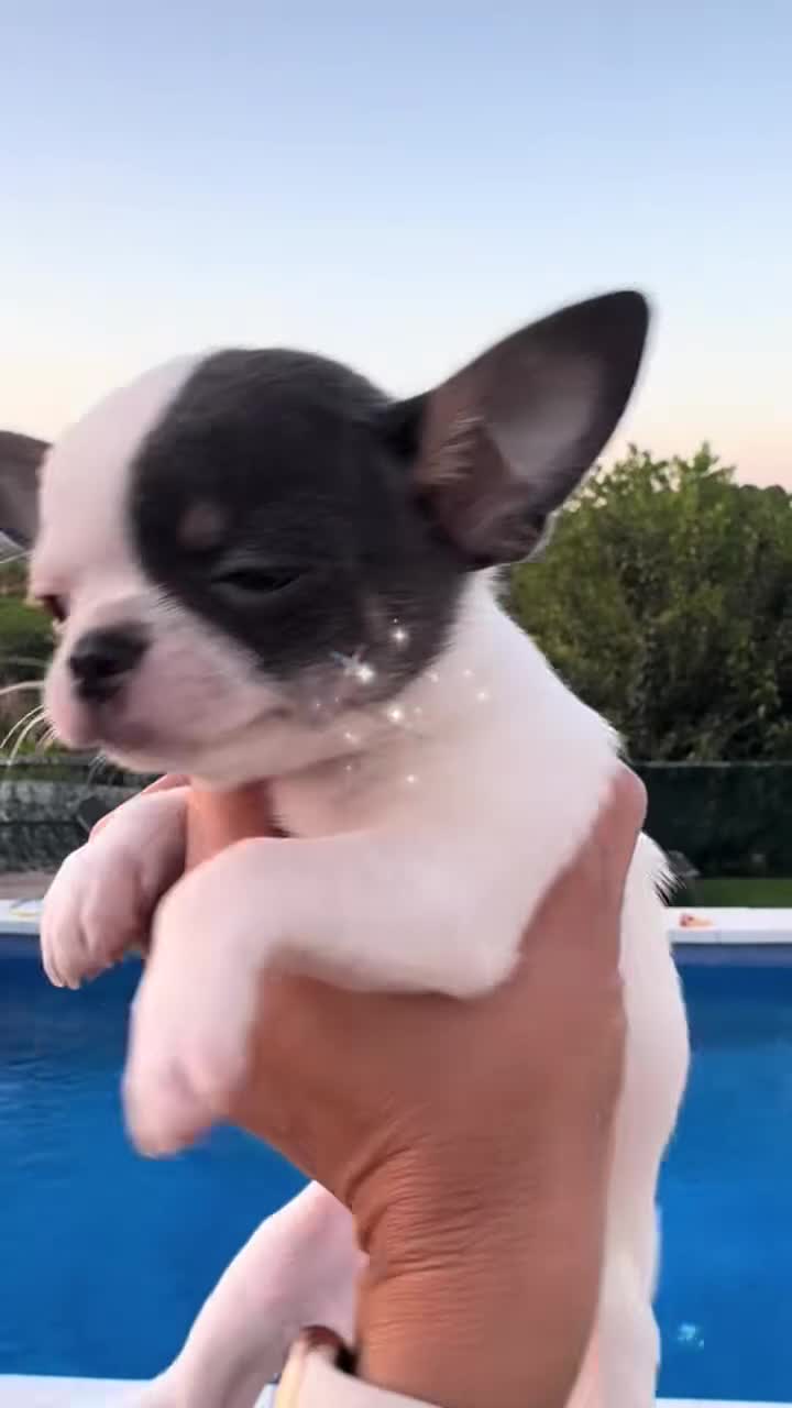 Chihuahua perros en venta: Machito toy  - Video 1