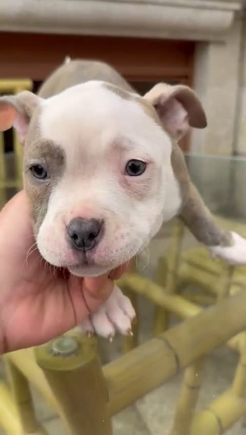 American Bully perros en venta: Hembra American Bully - Video 1