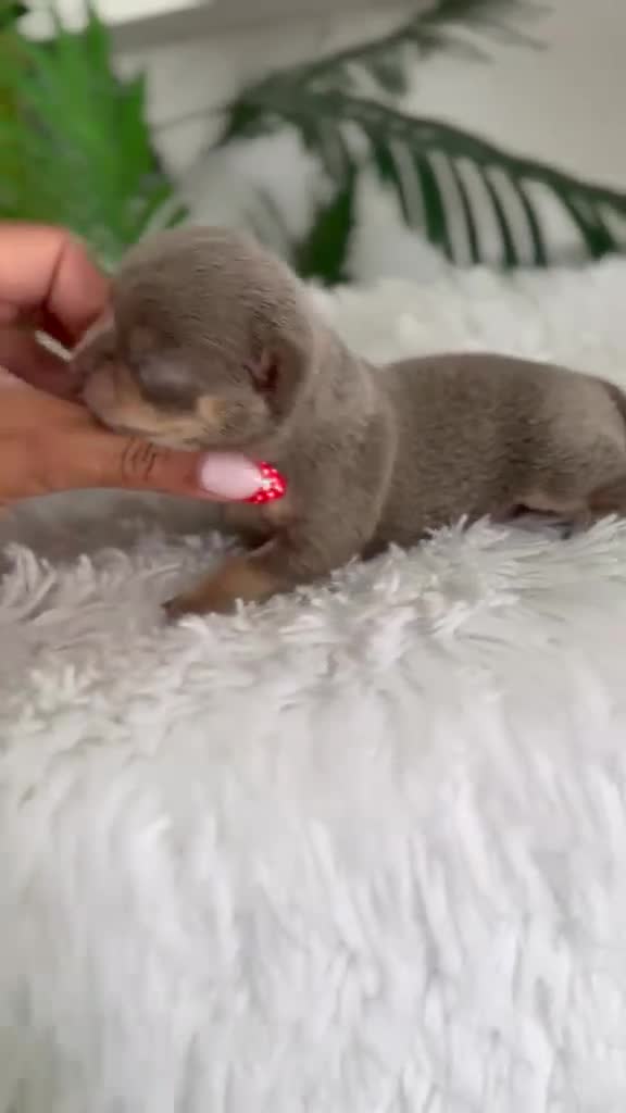 Chihuahua perros en venta: CHIHUAHUA HEMBRA LILAC - Video 1