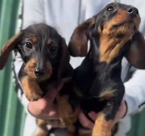 Teckel perros en venta: Teckel hembra - Video 1