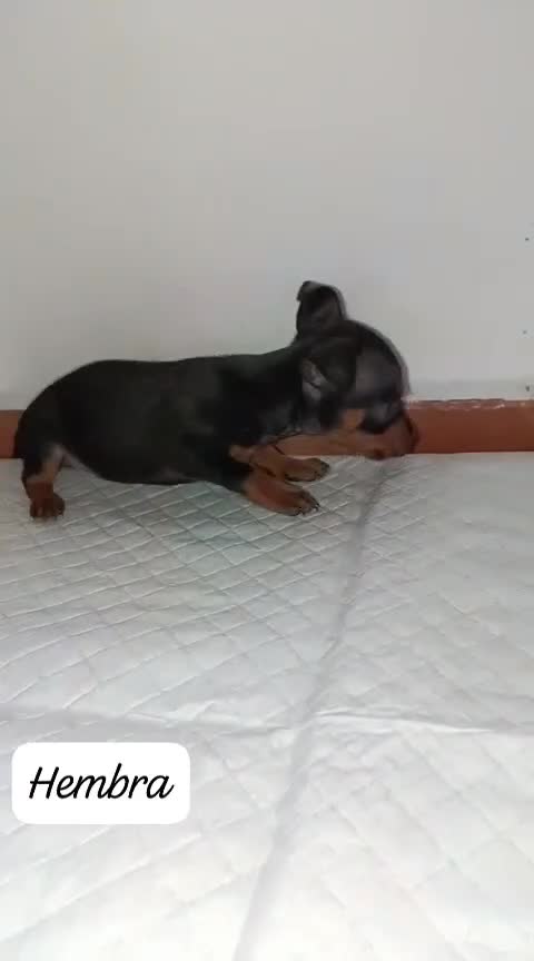 Pinscher Miniatura perros en venta: Camada de Mini Pinscher - Video 2