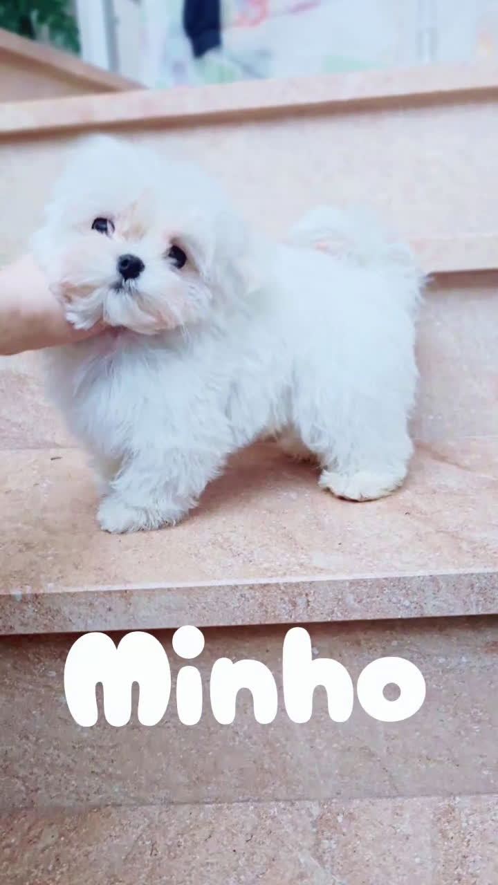Bichón Maltés perros en venta: Cachorro de Bichón Maltés coreano  en Barcelona - Video 1