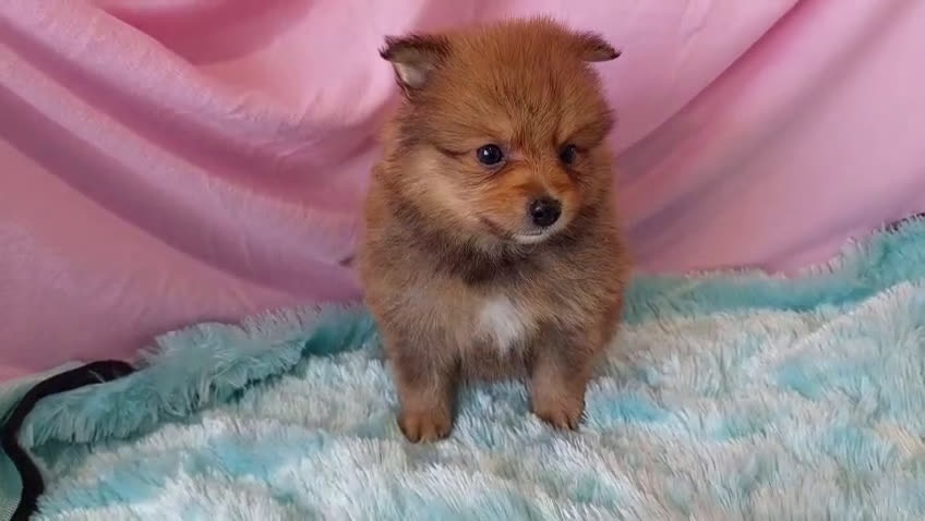 Pomerania perros en venta: LULU POMERANEA MACHO OPORTUNIDAD  - Video 2