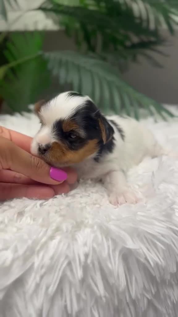 Yorkshire Terrier perros en venta: YORKSHIRE TERRIER  - Video 3