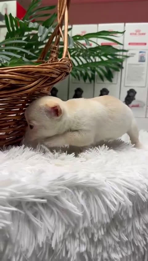 Chihuahua perros en venta: CHIHUAHUA HEMBRA - Video 1