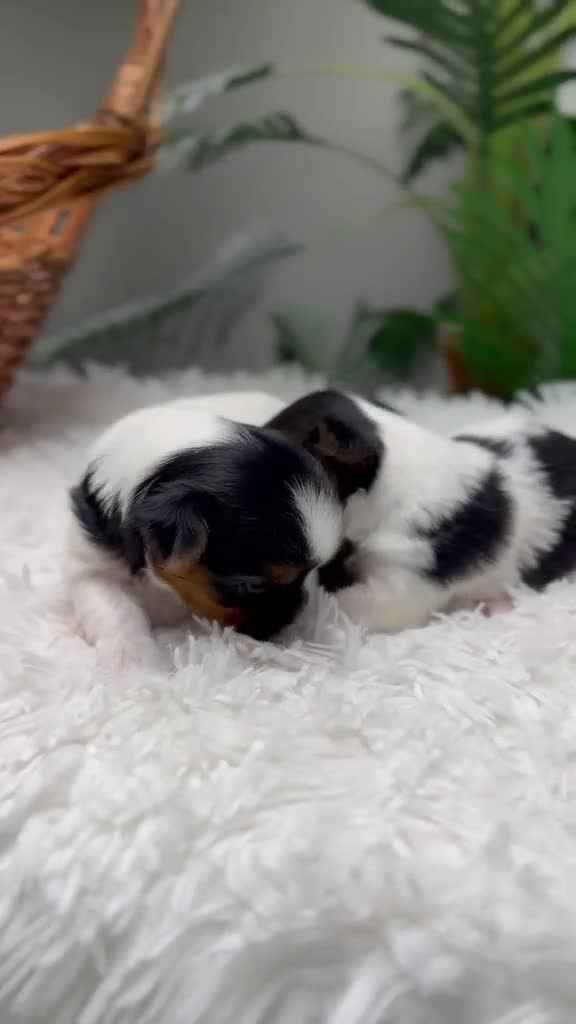 Yorkshire Terrier perros en venta: YORKSHIRE BIEWER - Video 5
