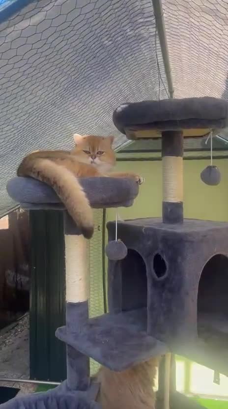 Británico de Pelo Corto gatos para monta: MONTA DE BRITISH SHORTAIR en Madrid - Video 1