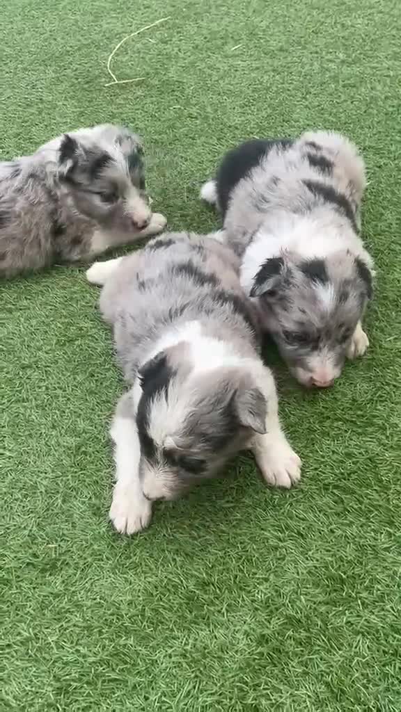 Border Collie perros en venta: Border Collie  - Video 1