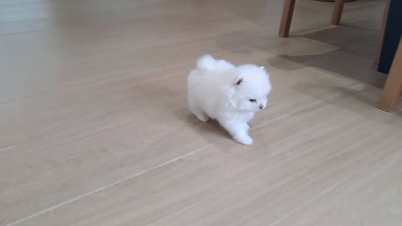 Pomerania perros en venta: Cachorritos de Pomerania  - Video 1
