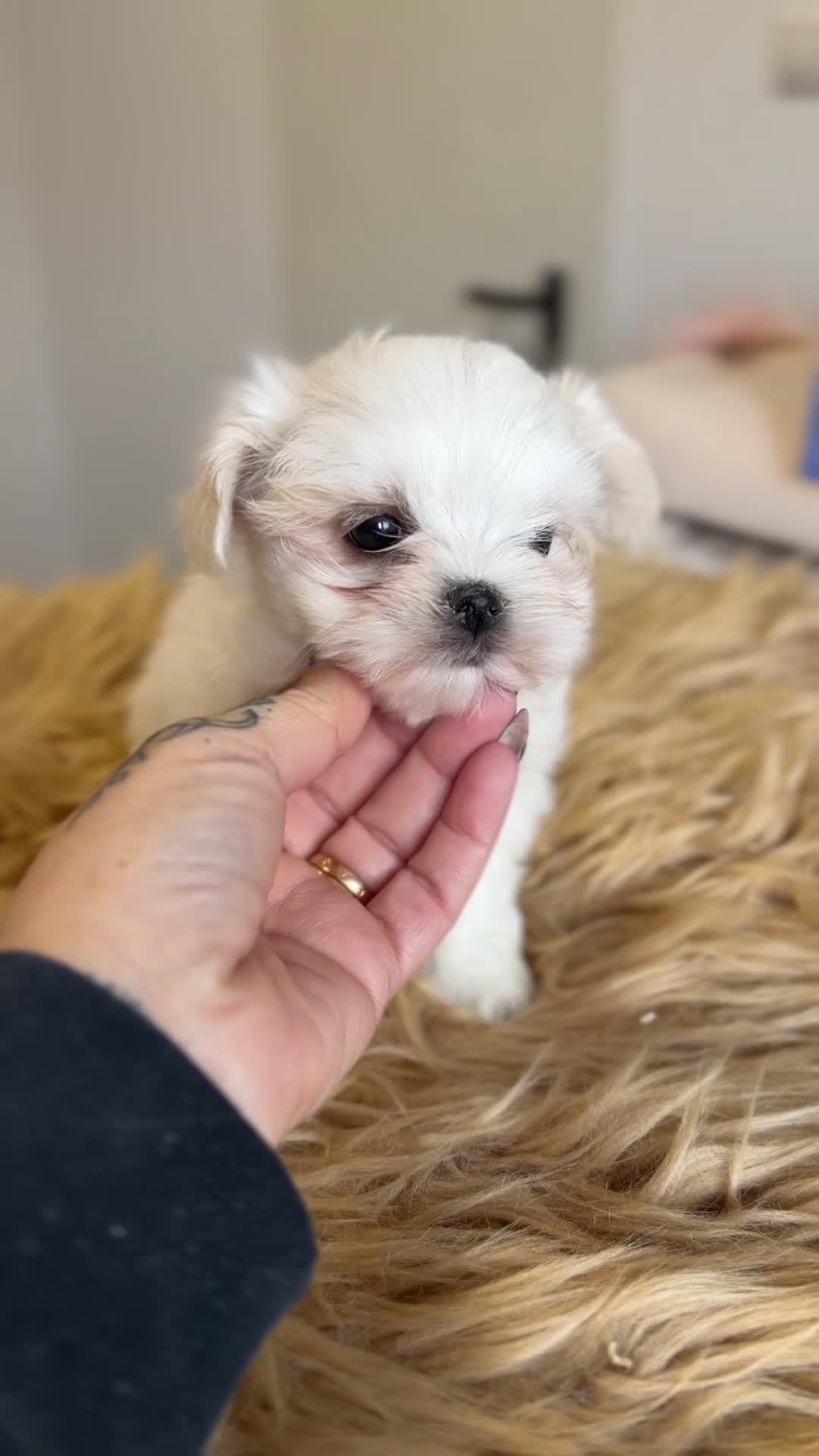 Bichón Maltés perros en venta: Bichon Maltes coreano  - Video 1