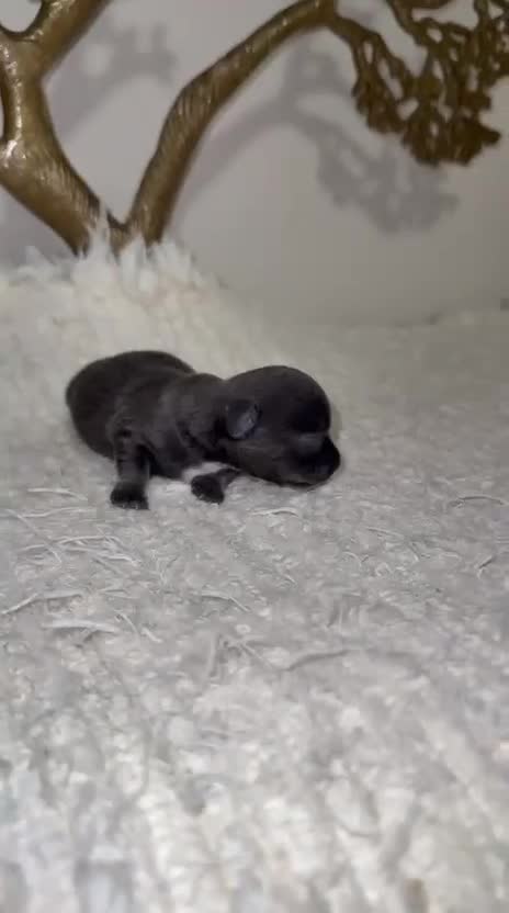 Chihuahua perros en venta: Chihuahua Toy blue cabeza manzana  - Video 3