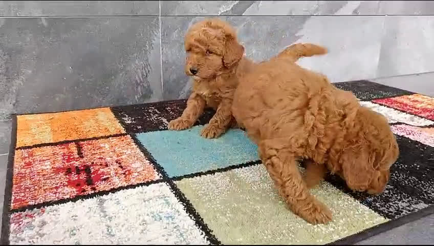 Caniche Enano perros en venta: Caniche enano - Video 1