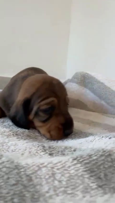 Teckel Miniatura perros en venta: Cachorros Teckel miniatura criadero Valencia - Video 1